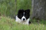 BORDER COLLIE 886